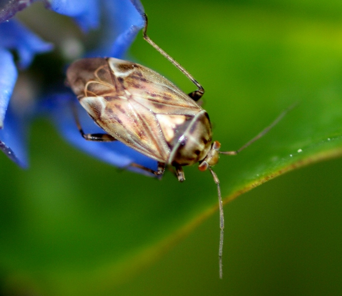 Heteroptera Miridae